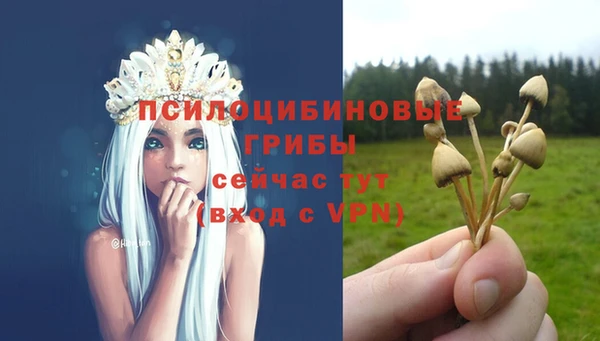 гашик Пересвет